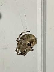 Araneus gemmoides