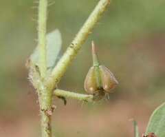 Tribulopis pentandra