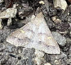 Renia discoloralis