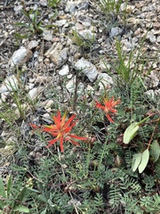 Castilleja linariifolia