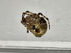Araneus gemmoides