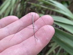 Emesaya brevipennis