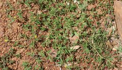 Tribulopis pentandra