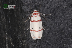 Cyana perornata