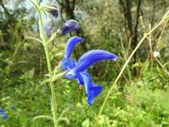 Salvia patens