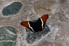 Siproeta epaphus