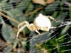Araneus gemmoides