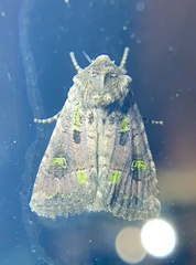 Lacinipolia renigera