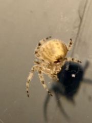 Araneus gemmoides