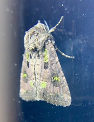 Lacinipolia renigera