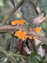 Puccinia evadens