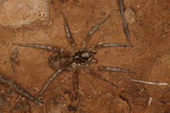 Tasmanicosa stella