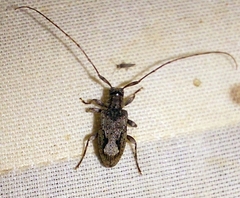 Eutrichillus canescens