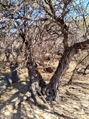 Prosopis chilensis