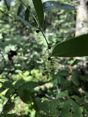 Smilax laurifolia