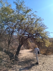 Prosopis chilensis