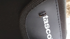 Camponotus pennsylvanicus