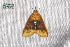 Lipararchis tranquillalis