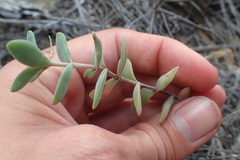 Crassula pubescens