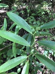 Smilax laurifolia