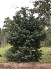 Abies concolor