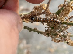 Uresiphita reversalis