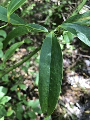 Smilax laurifolia