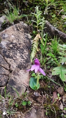 Roscoea forrestii