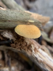 Hymenogastraceae