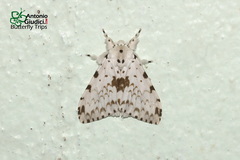 Lymantria brunneiplaga