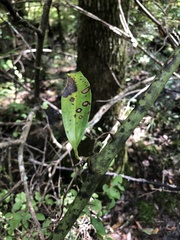 Smilax laurifolia