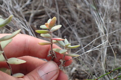 Crassula pubescens