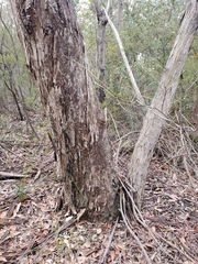 Eucalyptus piperita