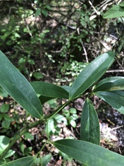 Smilax laurifolia