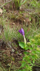Roscoea forrestii