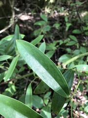 Smilax laurifolia