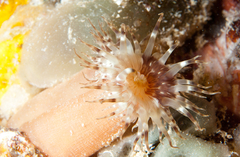 Telmatactis vernonia