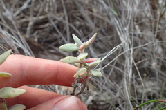 Crassula pubescens