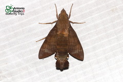 Macroglossum