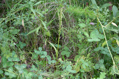 Platanthera aquilonis