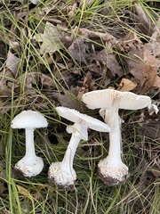 Amanita abrupta