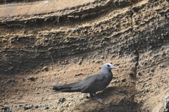 Anous stolidus galapagensis