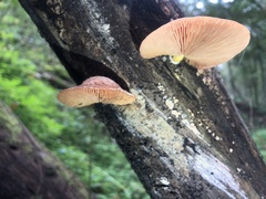 Rhodotus palmatus