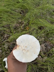 Amanita abrupta