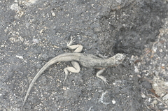 Microlophus albemarlensis