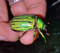 Chrysina gloriosa