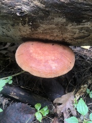 Rhodotus palmatus