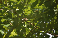 Lonchura striata subsquamicollis