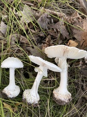 Amanita abrupta