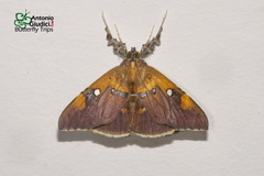 Rectipalpula billeti